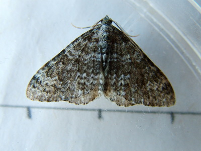 Striped Twin-spot Carpet